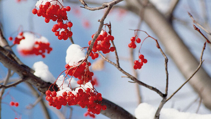 Nahaufnahme eines Zweiges mit leuchtend roten Beeren, die teilweise von frischem Schnee bedeckt sind. Im Hintergrund sind weitere graue Äste und ein klarer blauer Winterhimmel zu sehen. Das Bild vermittelt eine ruhige, frostige Winteratmosphäre – ideal als Motiv für eine Winterwoche im aktiv Sporthotel.
