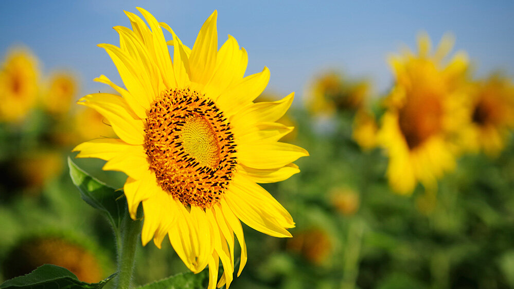 Nahaufnahme einer großen, gelben Sonnenblume vor einem Feld voller weiterer Sonnenblumen. Der Himmel ist klar und blau, die Farben wirken warm und kräftig – ein typisches Spätsommermotiv, das Ruhe, Natur und Erholung vermittelt.